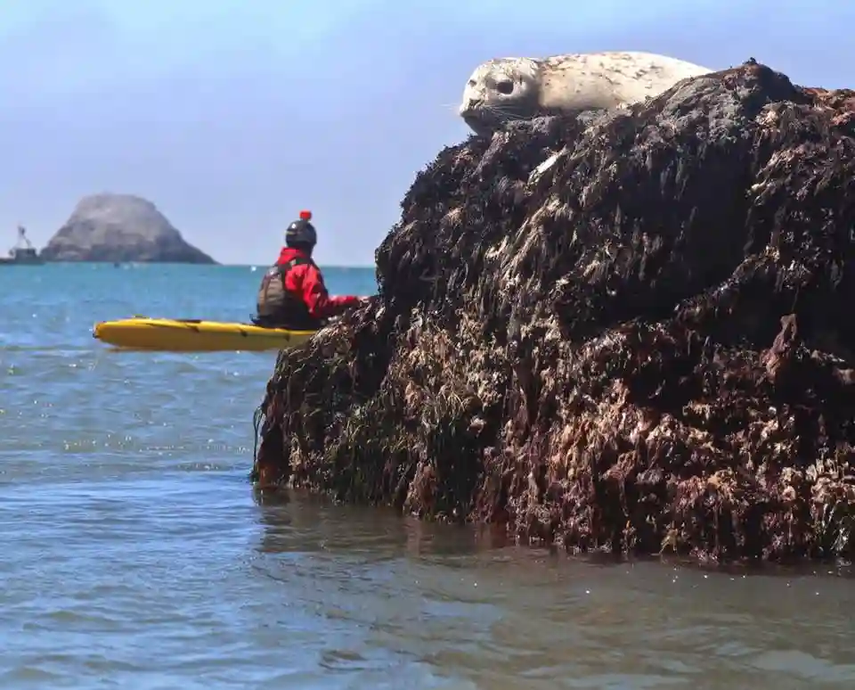 Kayaking by a Seal in Trinidad, California