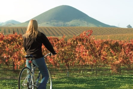 Vineyard in San Luis Obispo on the Pacific Coast Highway