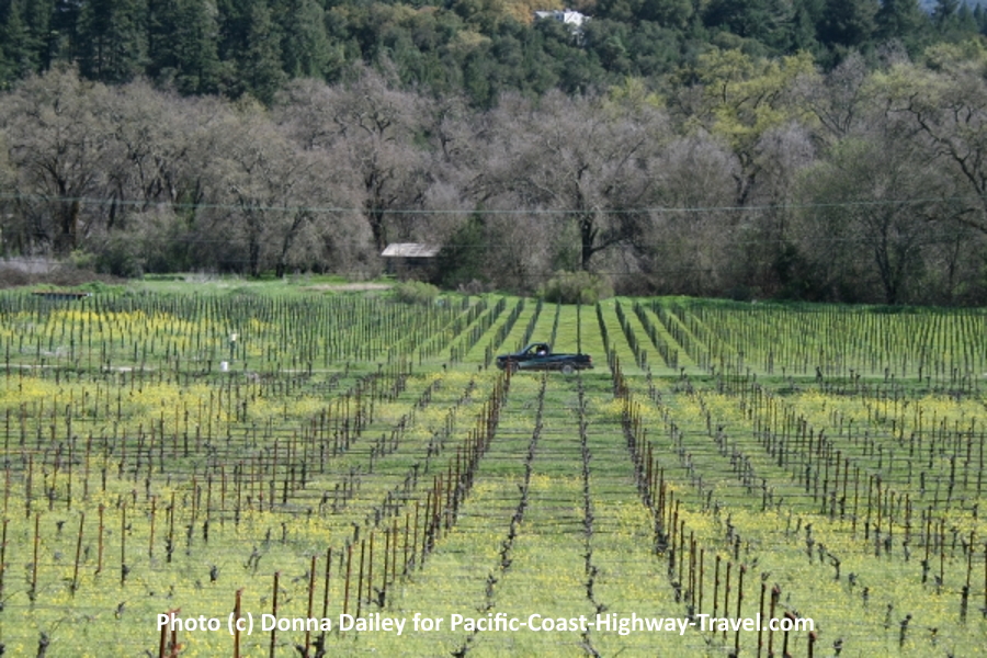 View of Vineyards from Napa's Wine Country Inn
