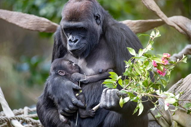 Mother and Baby Gorilla at Woodland Park Zoo in Seattle