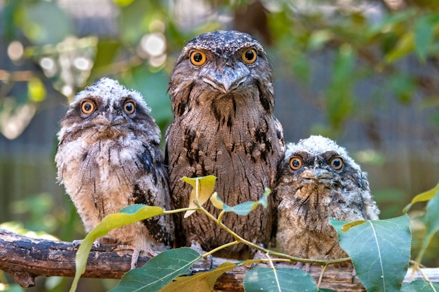 Family of Owls at the Woodland Park Zoo in Seattle
