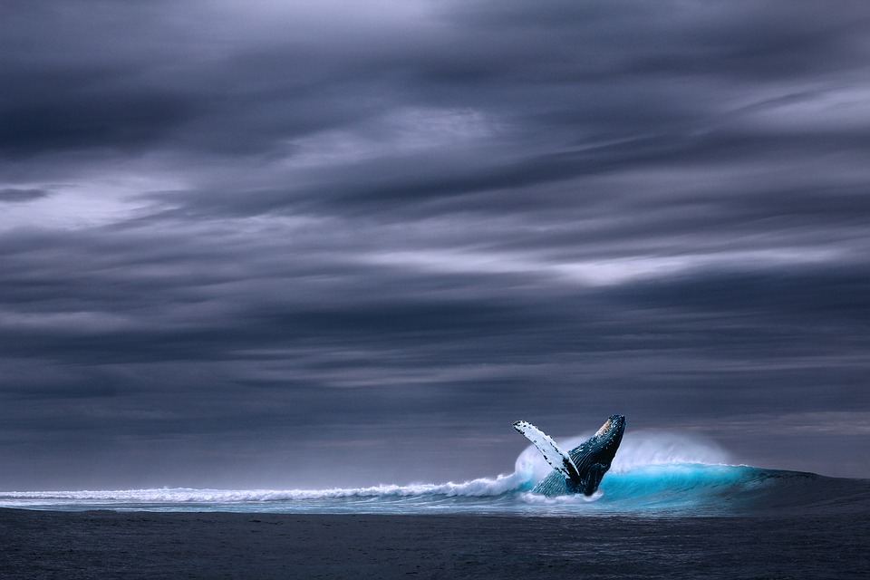 blue-whale-pixabay.jpg