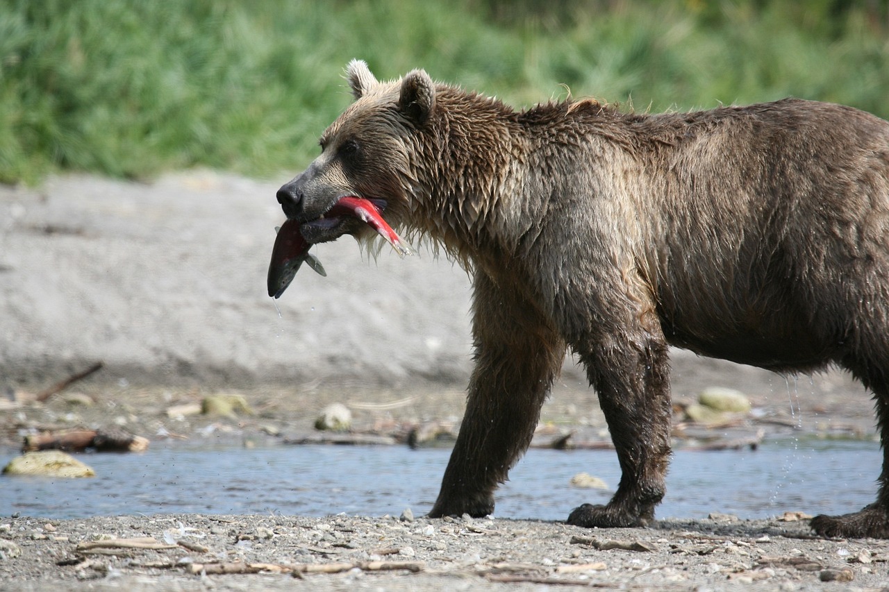 Brown bear with a salmon in its mouth