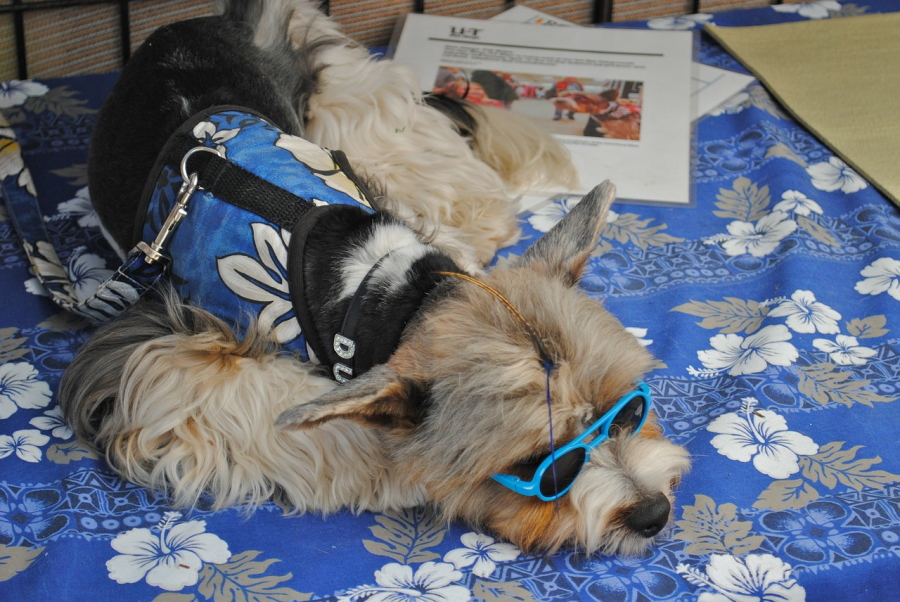 Dog wearing sunglasses in Carlsbad, California