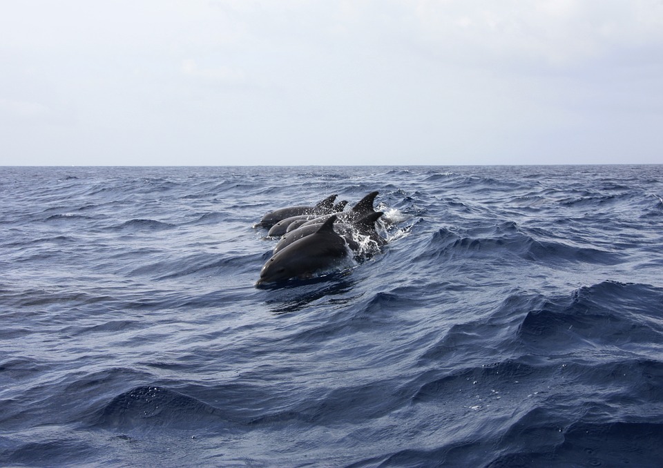 Dolphins seen on a San Diego Whale Watching Cruise