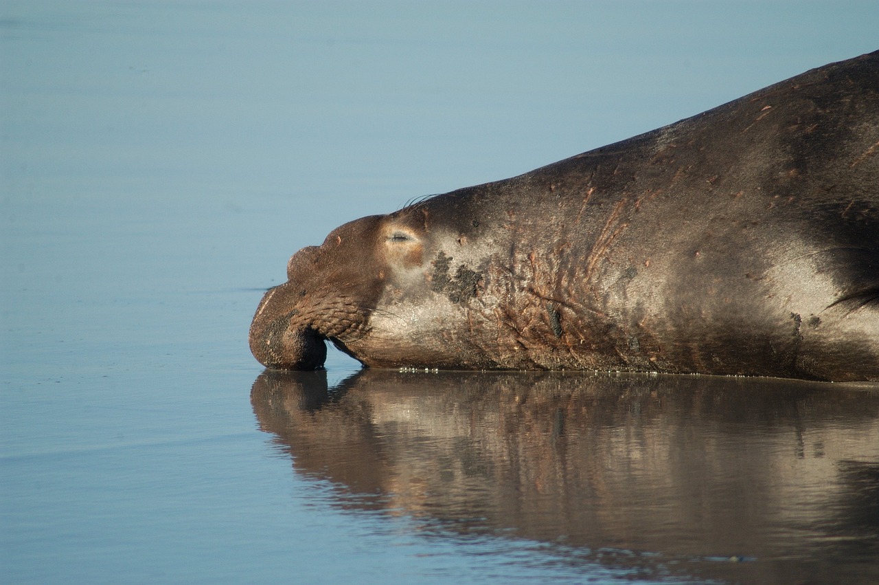 Northern Elephant Seal