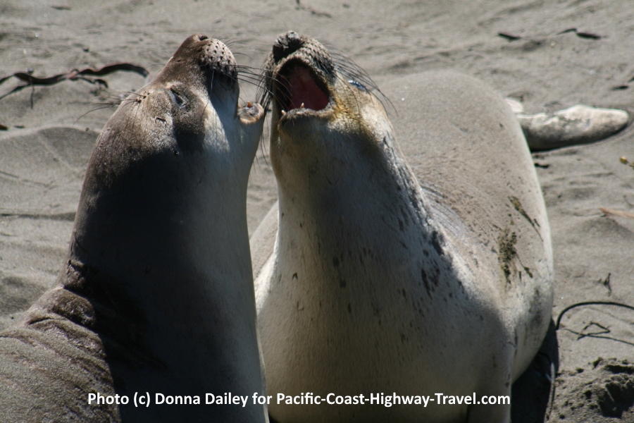 Piedras Blancas Elephant Seals Beach near San Simeon in California