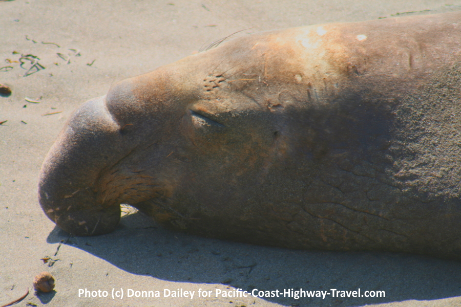 Piedras Blancas Elephant Seals Beach near San Simeon in California