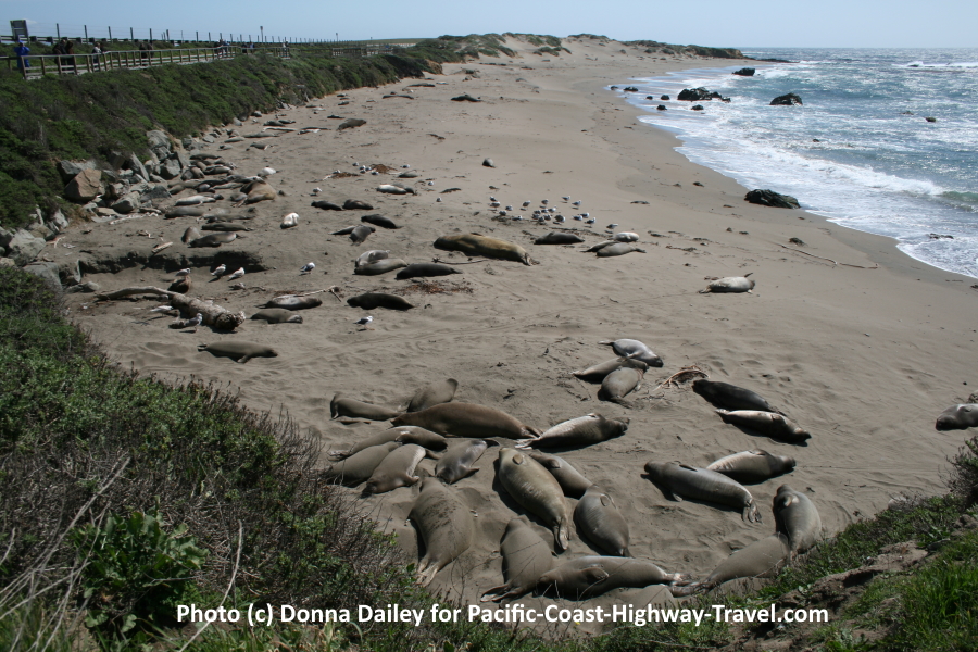 Elephant Seals on Piedras Blancas Beach along the Pacific Coast Highway