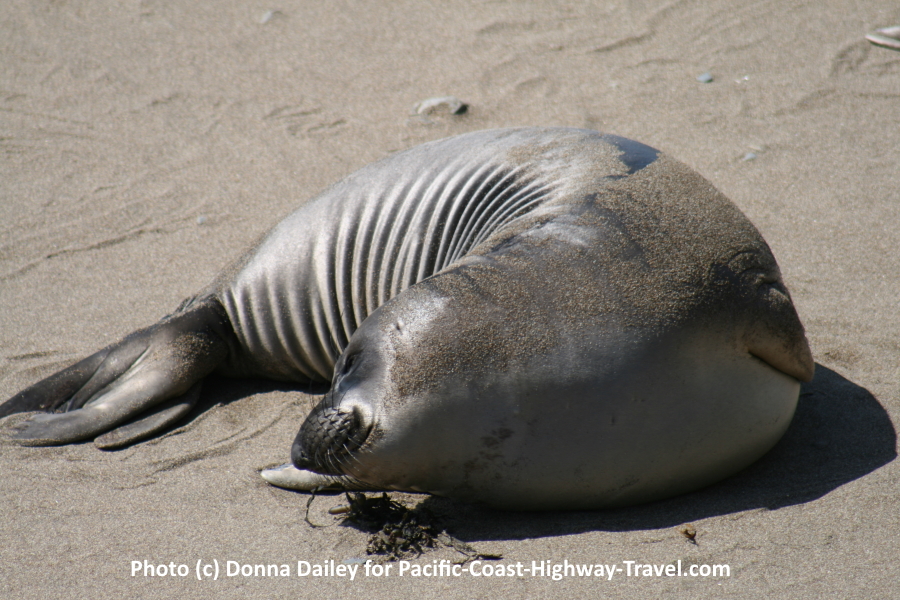 Elephant Seals Beach in California