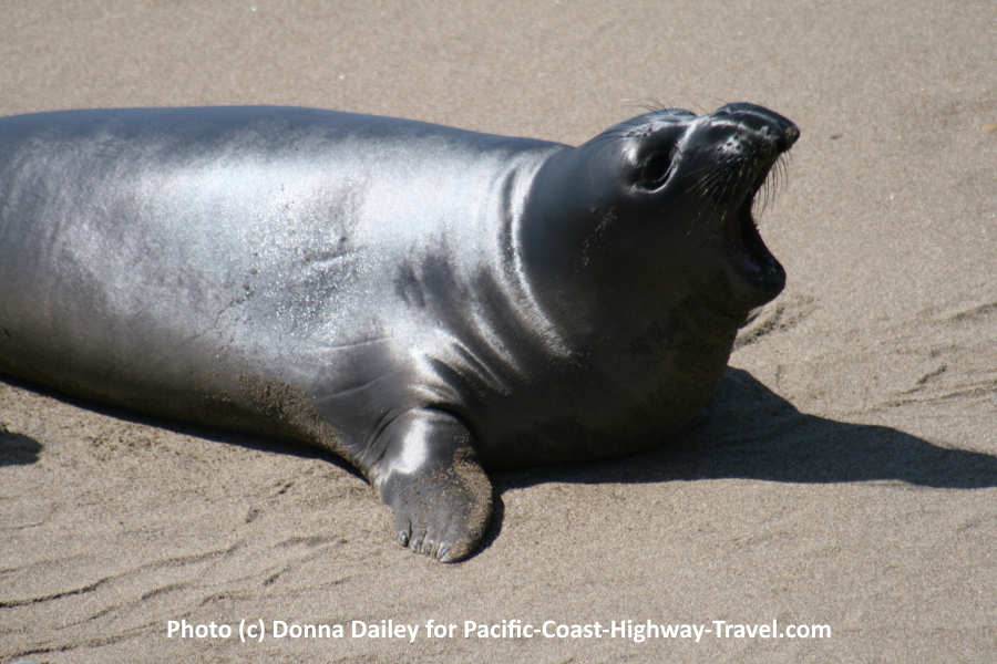 Elephant Seals Beach in California