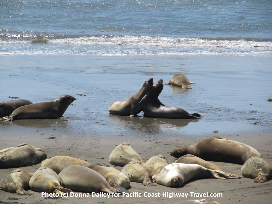 Elephant Seals Beach in California