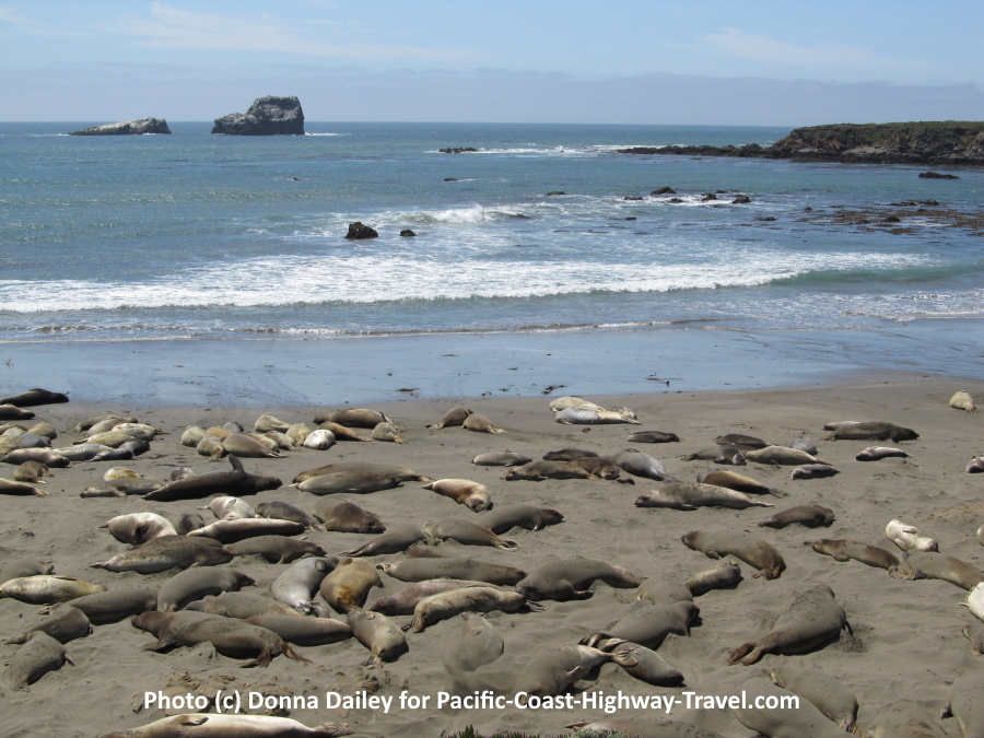 Piedras Blancas Elephant Seals Beach near San Simeon in California