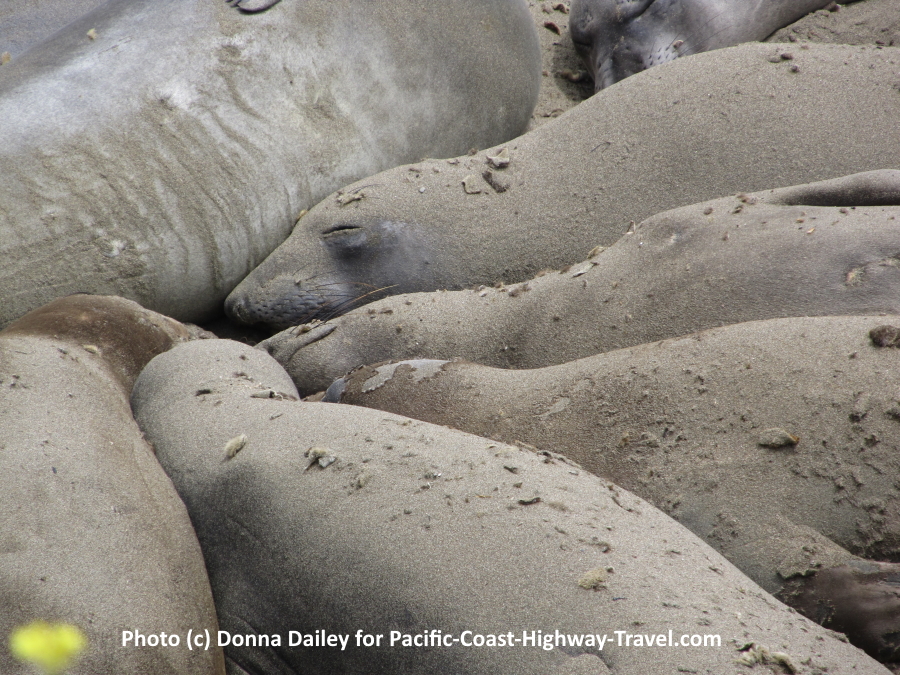 Piedras Blancas Elephant Seals Beach near San Simeon in California
