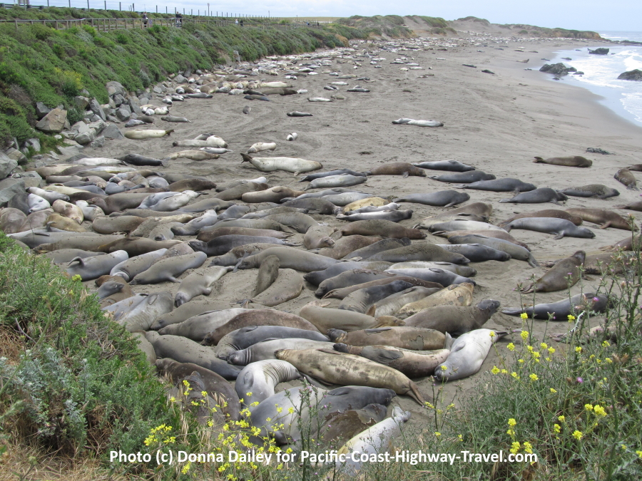 Piedras Blancas Elephant Seals Beach near San Simeon in California
