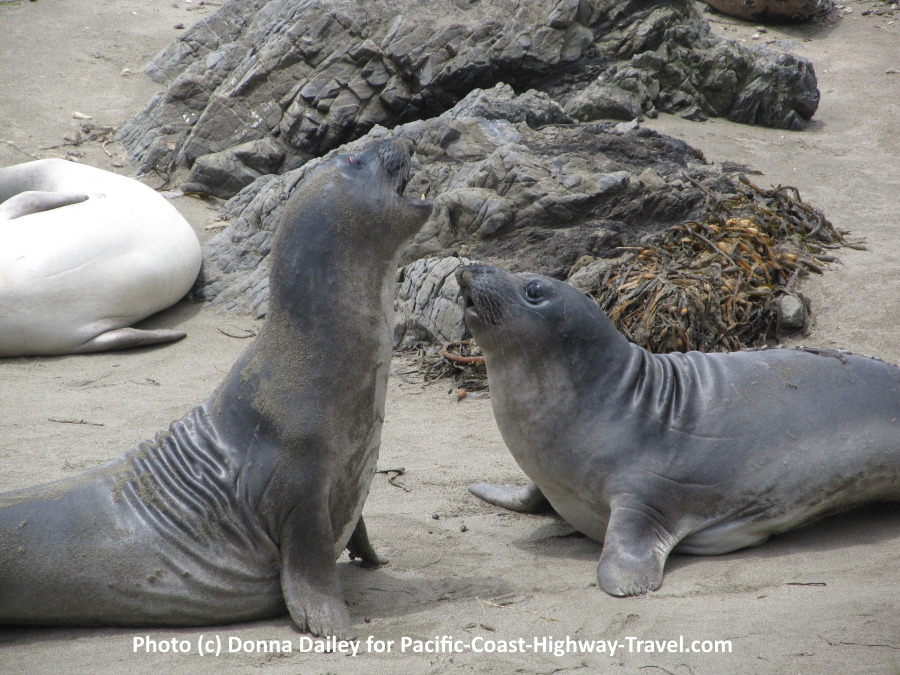 Young Northern Elephant Seals at Piedras Blancas Beach in California