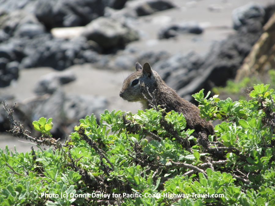 Ground squirrel at Elephant Seals Beach California