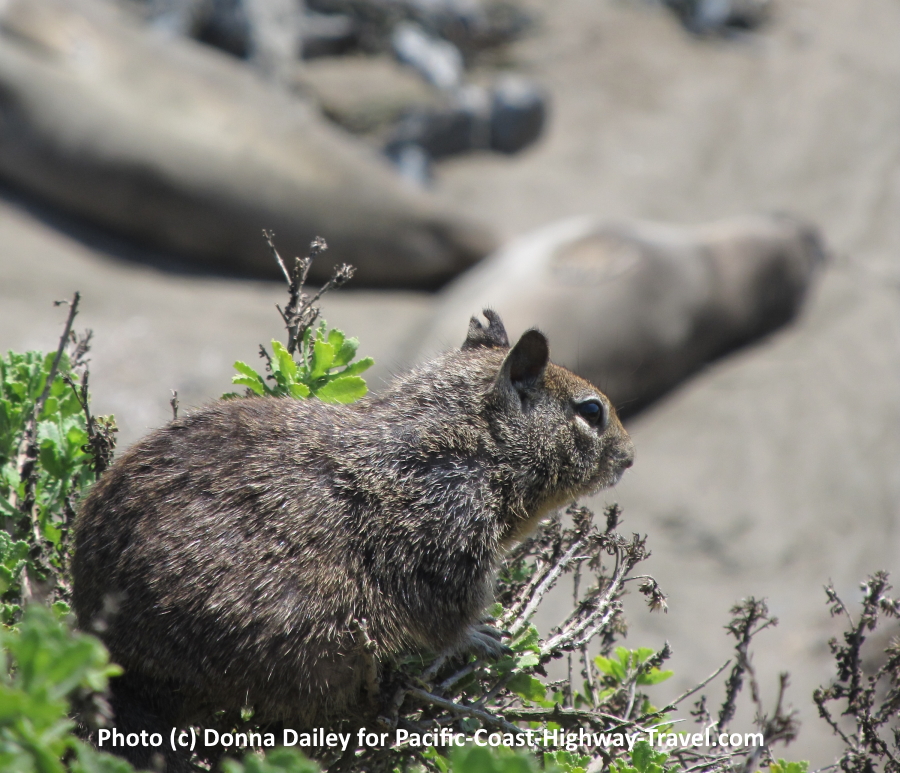Ground squirrel at Elephant Seals Beach California