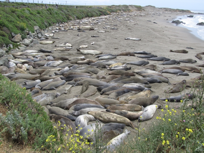 Piedras Blancas Beach