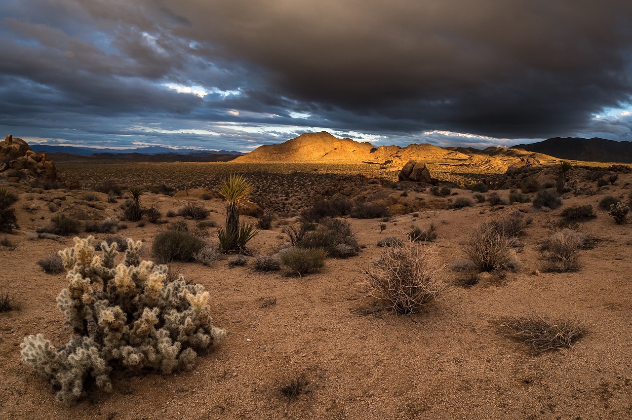 Joshua Tree National Park