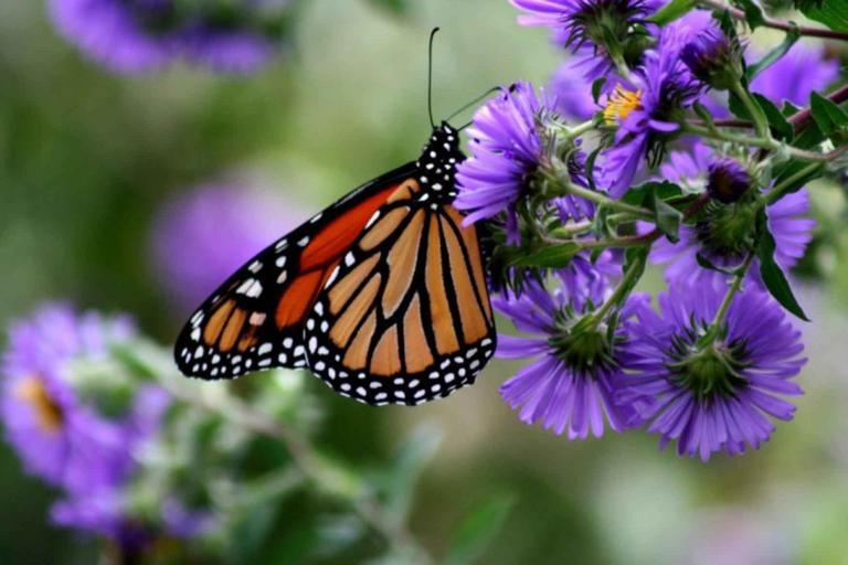 Monarch Butterfly in Pacific Grove