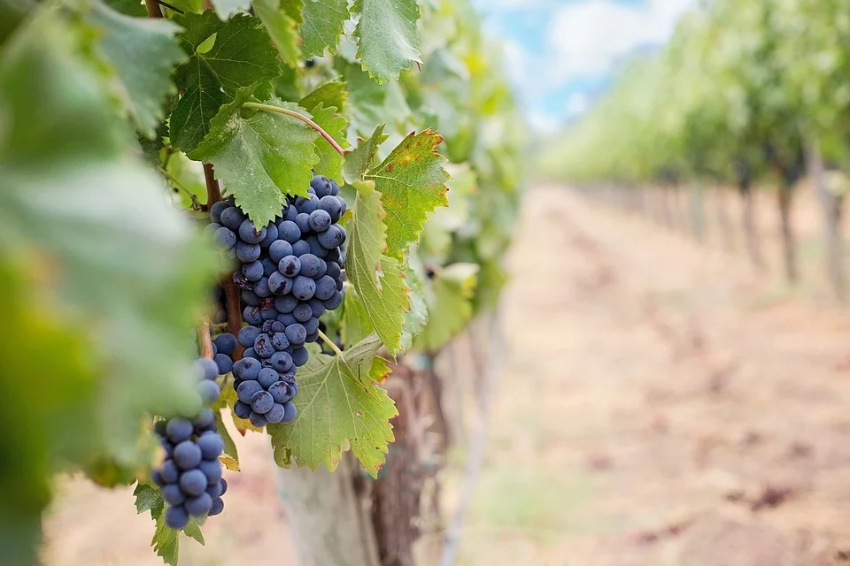 Grapevines in Napa Valley