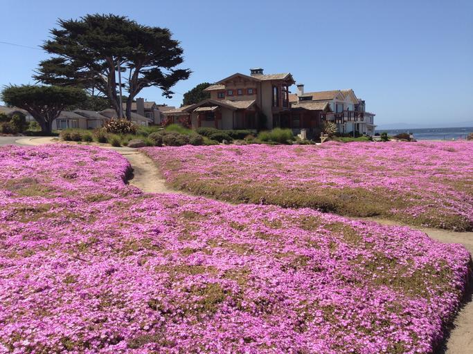 Pacific Grove Flowerbeds