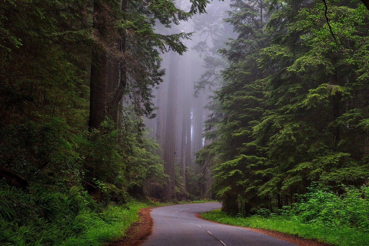 Redwood State Park