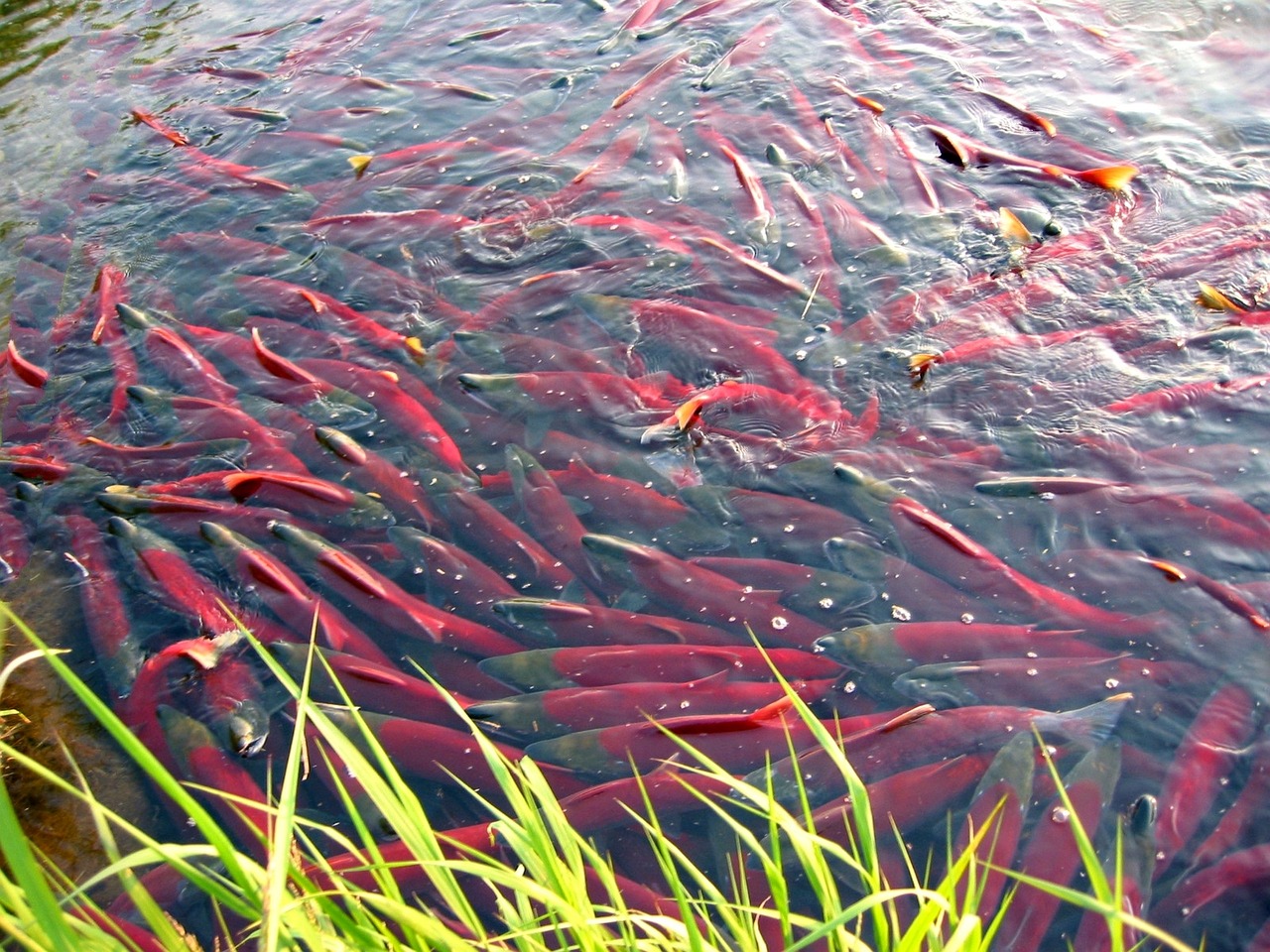 Salmon swarming in a river