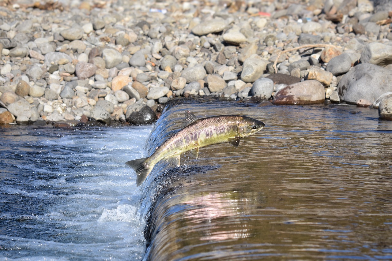 Spawning salmon leaping up a river