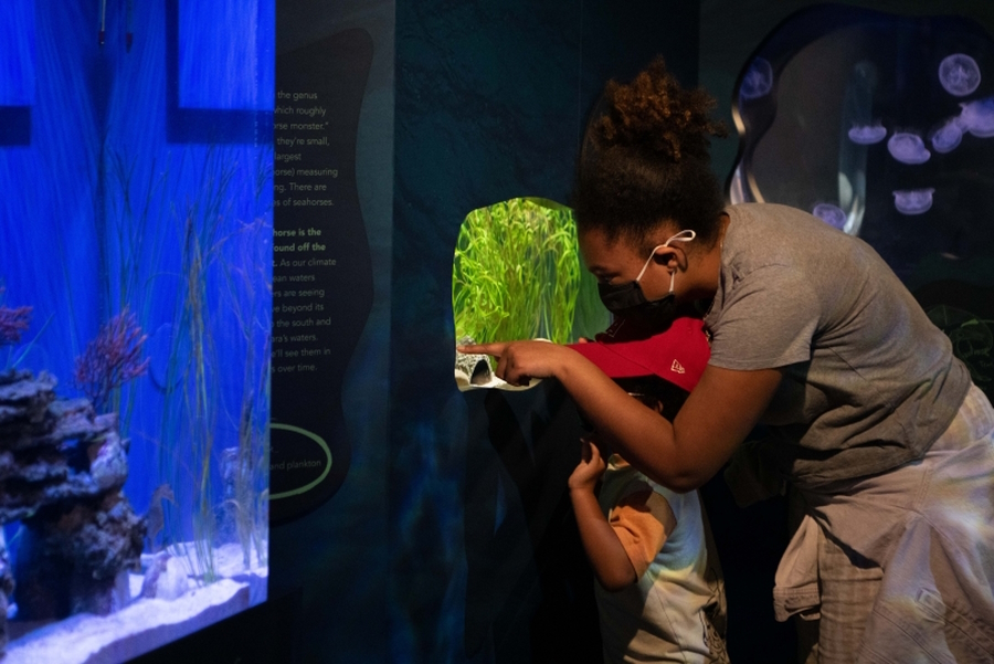 Mother and child looking at an exhibit in Santa Barbara's Sea Center