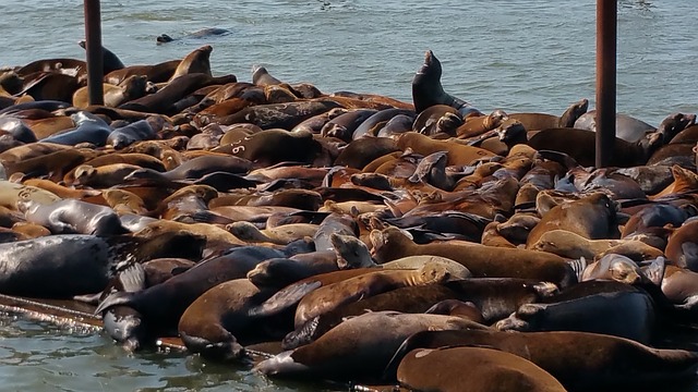 Sea lions in Astoria, Oregon