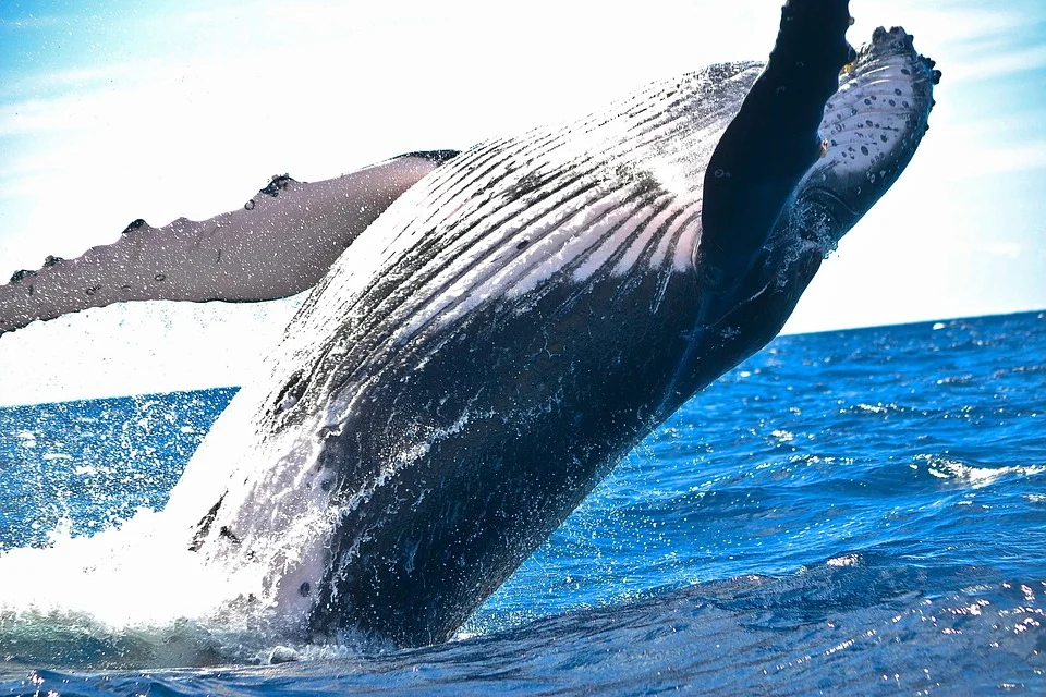 Blue whale breaching off San Diego