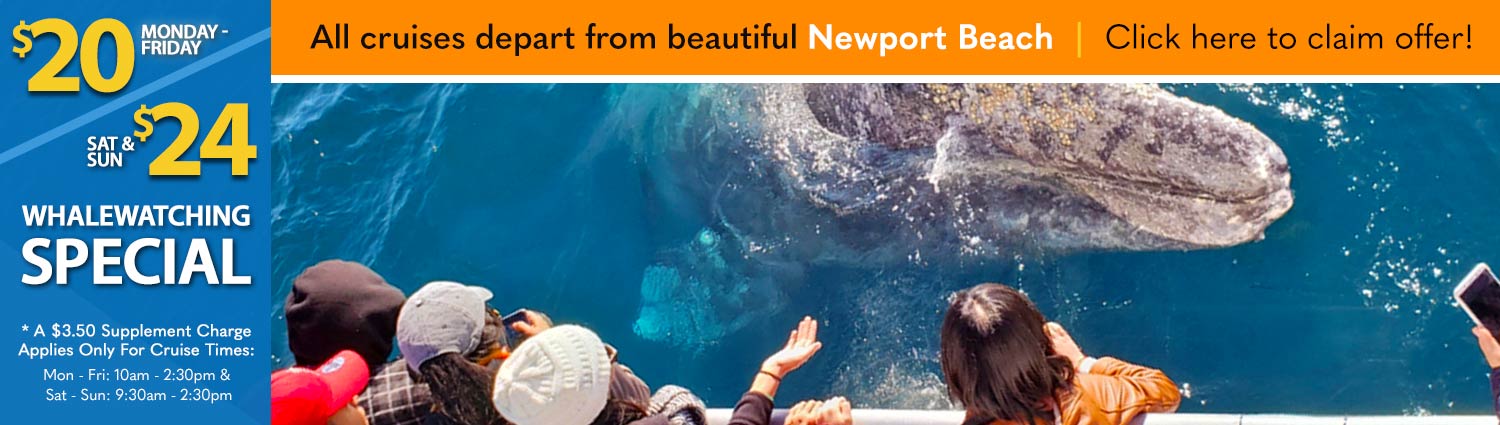 Newport Beach Whale Watching Coupons