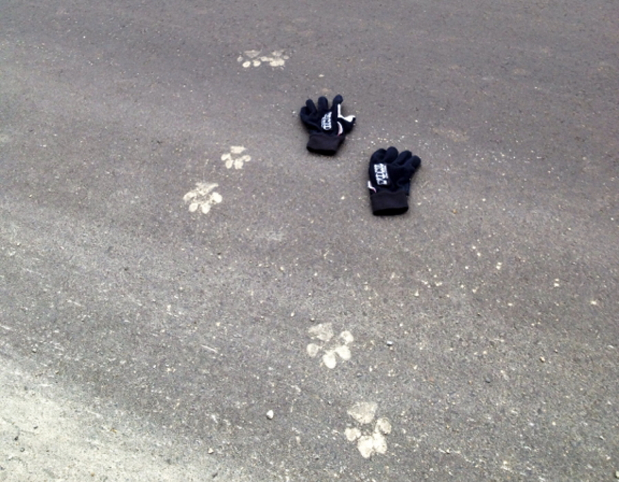 Fresh Cougar Prints Near the Author's Tent