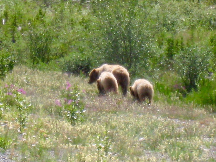 Grizzly bear and two cubs