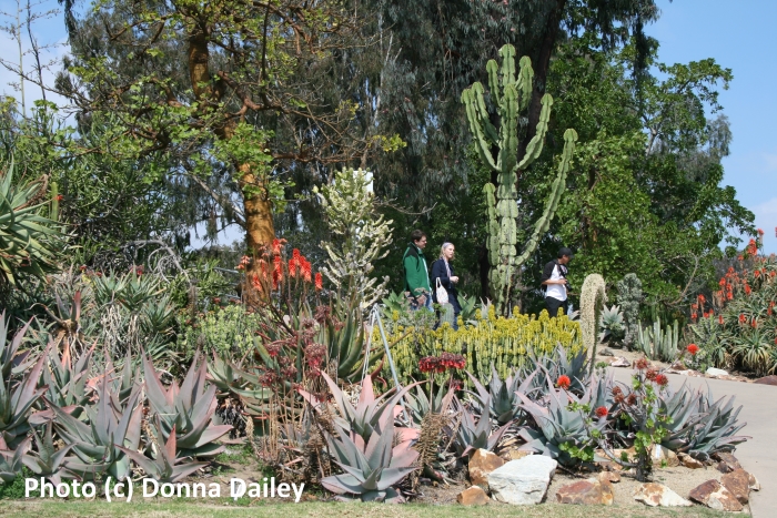 The Cactus Garden in Balboa Park, San Diego, California