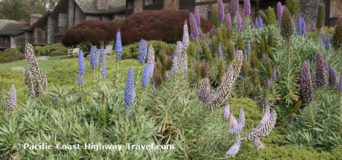 Bodega Bay Lodge's Gardens