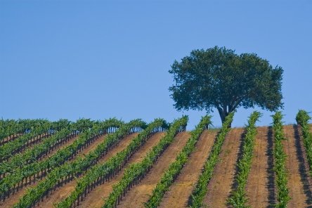 Santa Barbara Wine Country is one of the top wine destinations says Wine Enthusiast, alongside Napa Valley, rating California vineyards alongside Champagne.