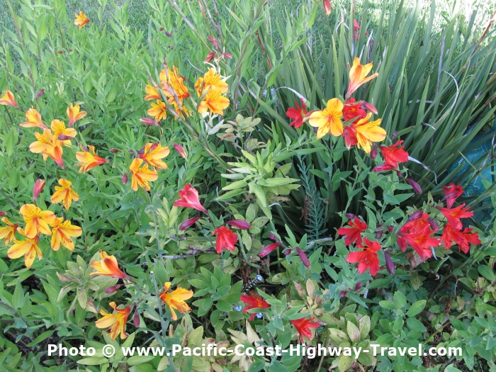 Plant lovers can visit hundreds of gardens along or near the Pacific Coast Highway,ranging from lush gardens in the Pacific North-West to southern California.