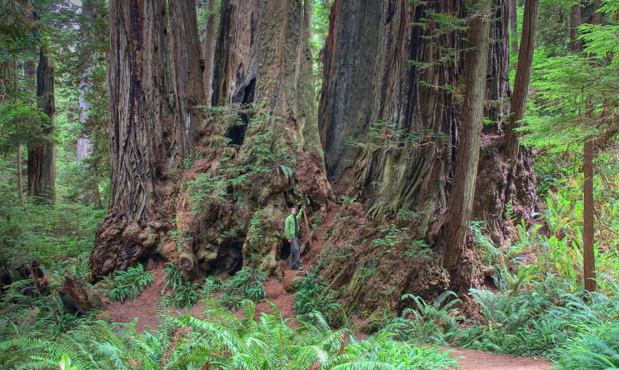 The Cathedral Tree in Prairie Creek Redwoods State Park near Crescent City, California