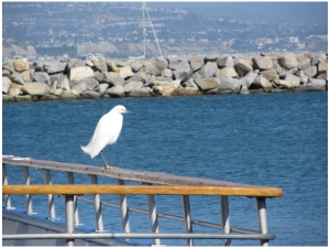 Egret at Dana Point