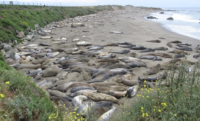 Photograph of Elephant seal beach at Piedras Blancas on the Pacific Coast Highway in California