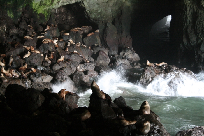 Florence Sea Lion Caves in Florence, Oregon