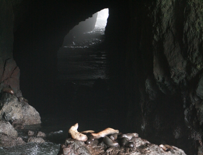 The Florence Sea Lion Caves are one of the best wildlife attractions along the Pacific Coast Highway, north of Florence and south of Yachats.