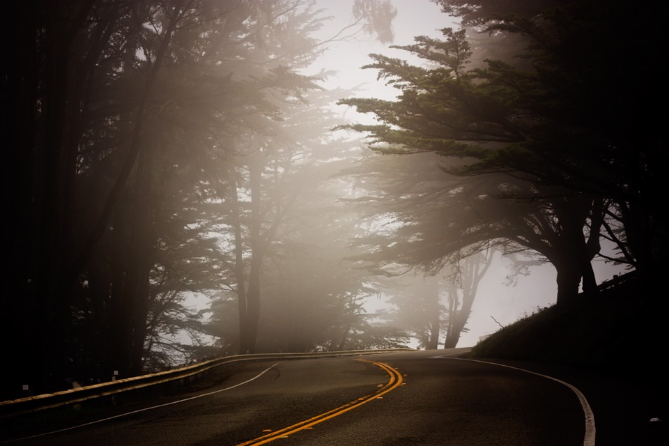Misty forest on one of the Backroads of the California Coast
