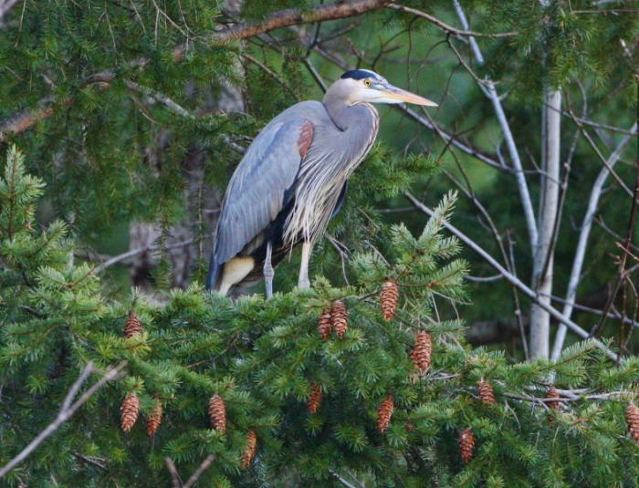 A heron on the Rogue River near Gold Beach in Oregon
