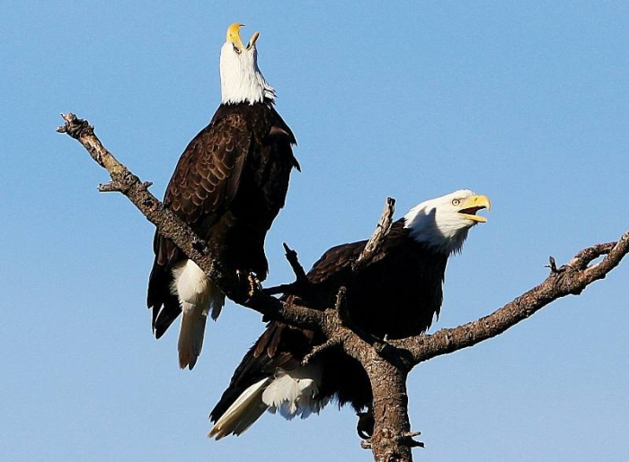 Bald Eagles on the Rogue River near Gold Beach in Oregon