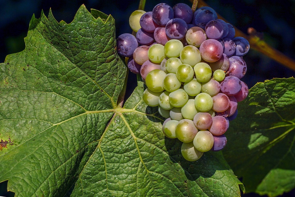 A Bunch of Grapes in Napa Valley