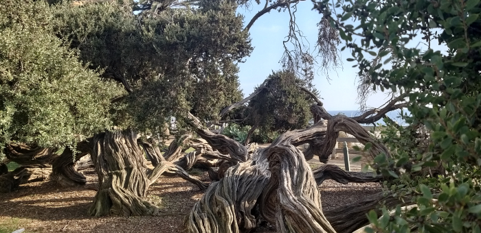 Gnarled trees in Santa Monica, California
